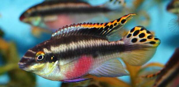 Аквариумные харациновые рыбки: фото и названия