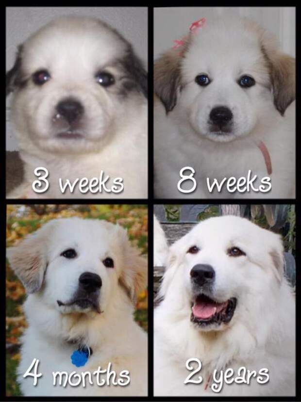 Carol Masters Beckman’s Roxy. Check them out on Facebook at Beckman’s Great Pyrenees of Vaughn Hill!