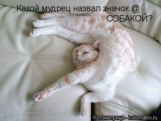Свежая котоматрица для хорошего настроения (31 фото)
