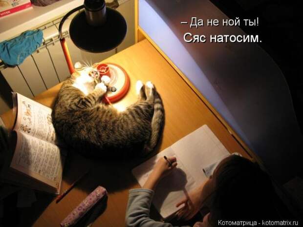 Котоматрица №33