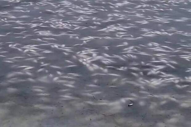 Десятки тонн рыбы погибли в реке Ея в Краснодарском крае  — власти бездействуют