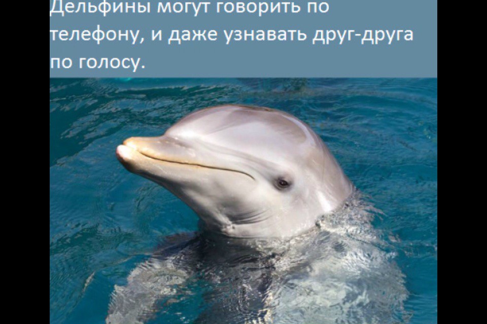 Интересные факты из жизни, которые возможно вас удивят! интересно, факты