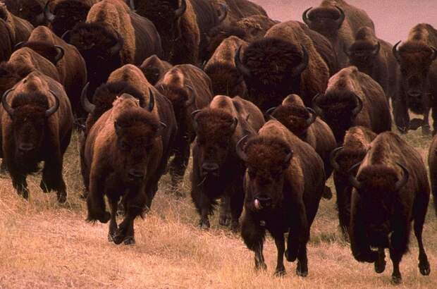 European-Wildlife-American-Bison-Hybrididisation-Risk