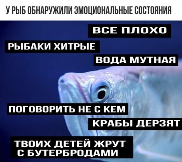 Немного анекдотов посмеяться (13 шт)