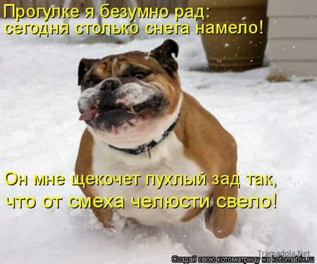 Подборка Котоматриц 2010 - Выпуск 28