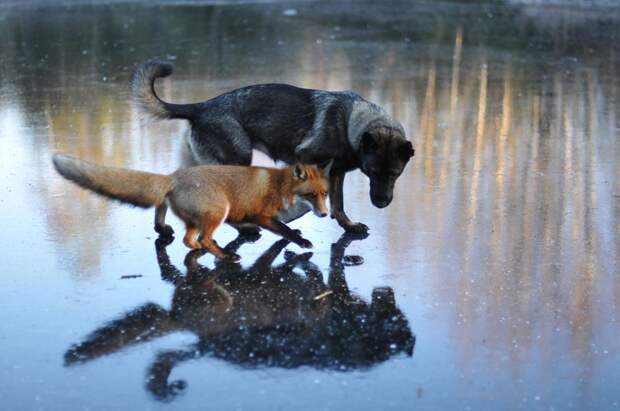 unusual-animal-friendship-69