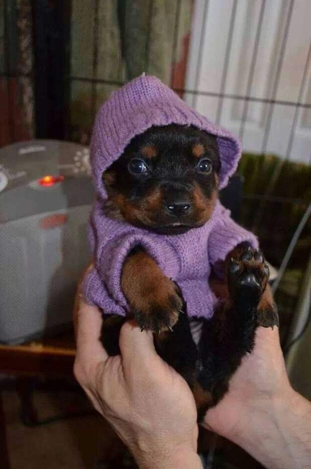 Смешные и забавные собаки