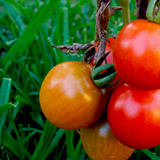 семена помидор для открытого грунта