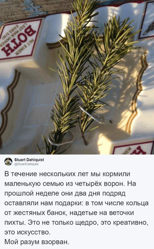 Lужчина четыре года кормил воронью семью и те принесли ему таинственный дар