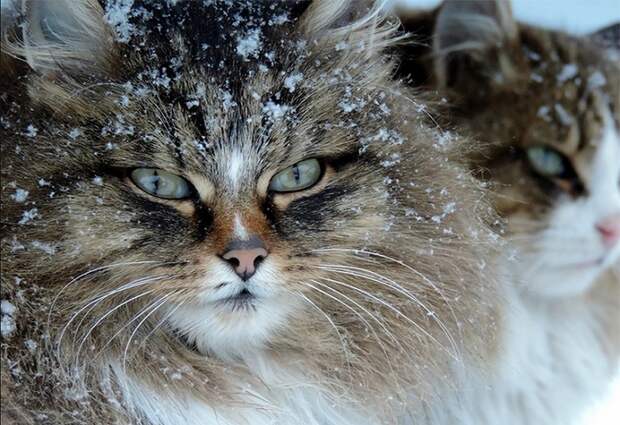 Siberian Cats photo Alla Lebedeva121 Необычная колония рыжих под Барнаулом