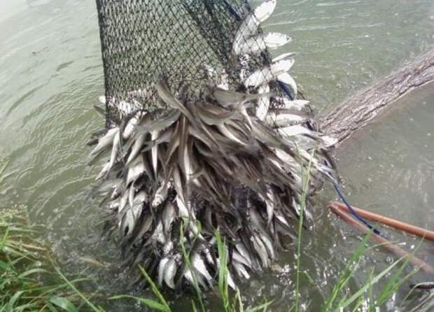 Приколы Приколы