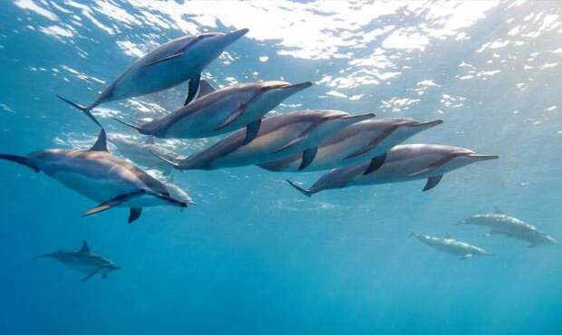 Вожак у дельфинов самка - Интересные факты о дельфинах