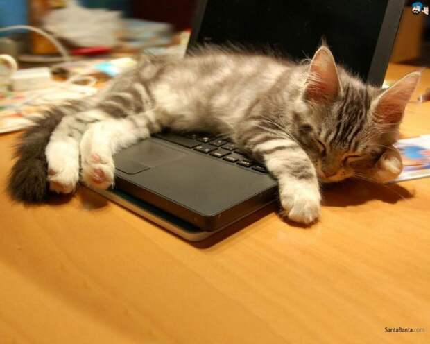Несколько способов использования котов в хозяйстве: Защитит Ваш ноутбук от пыли.
