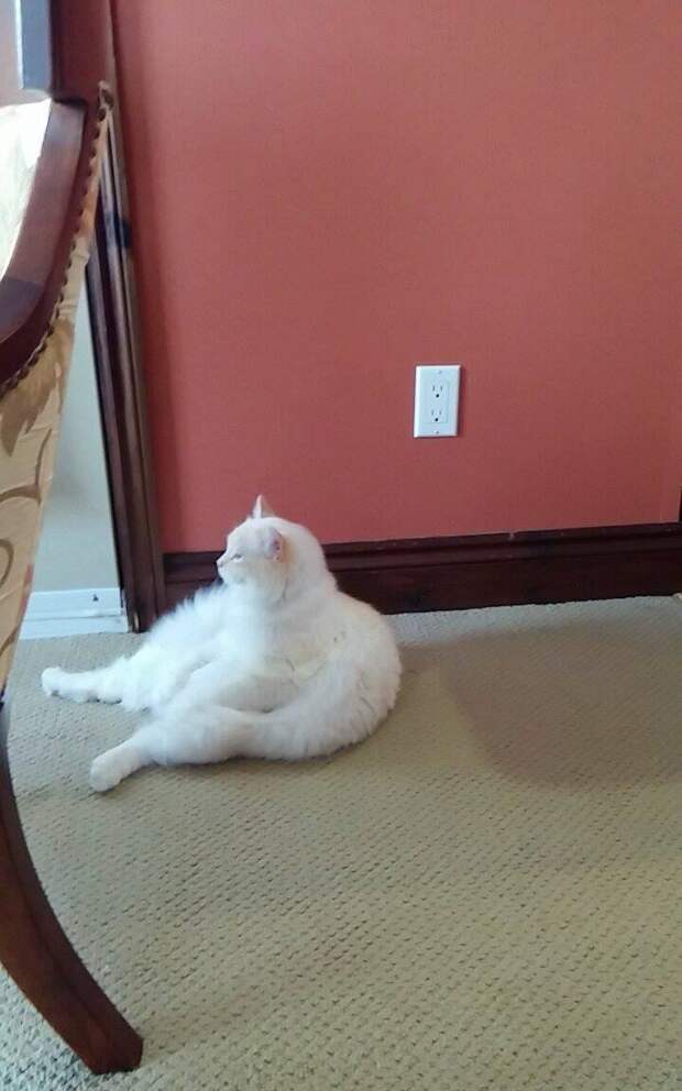жирный кот