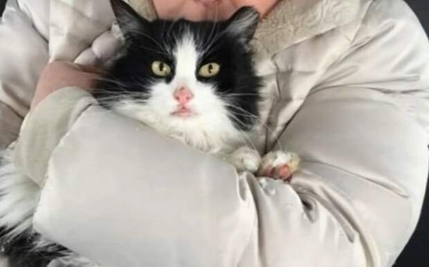 Кошка на руках