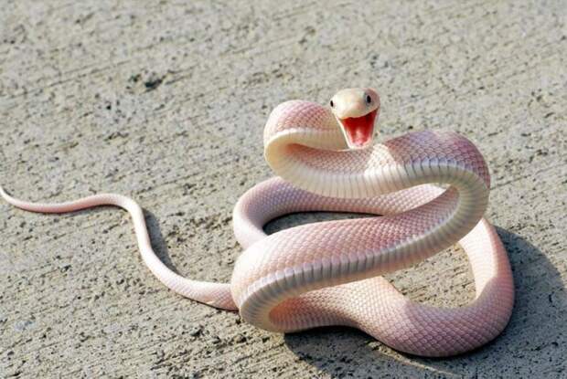 змея-альбинос