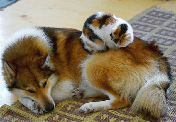 Кот на собаке Кот на собаке