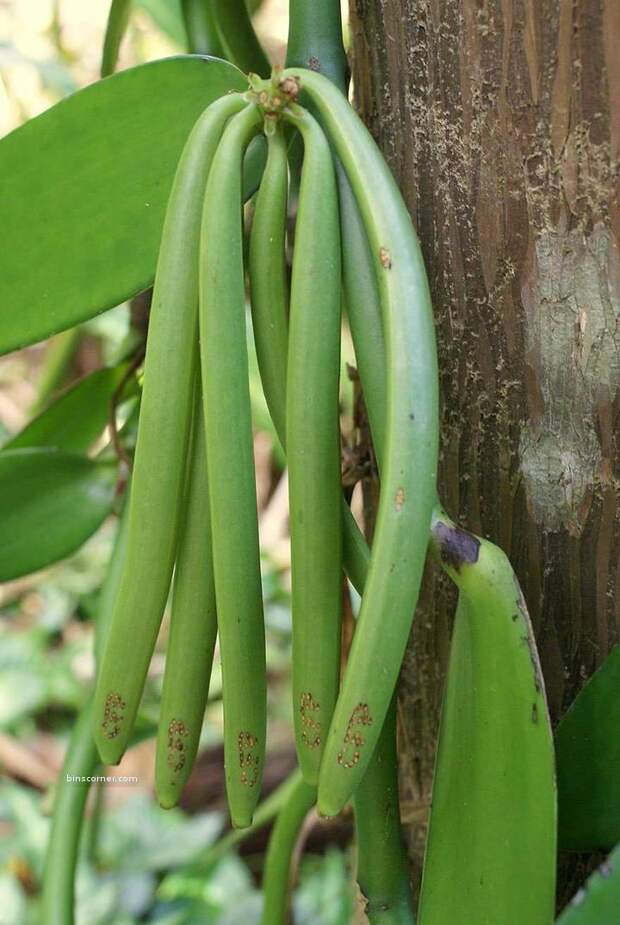 Vanilla-2