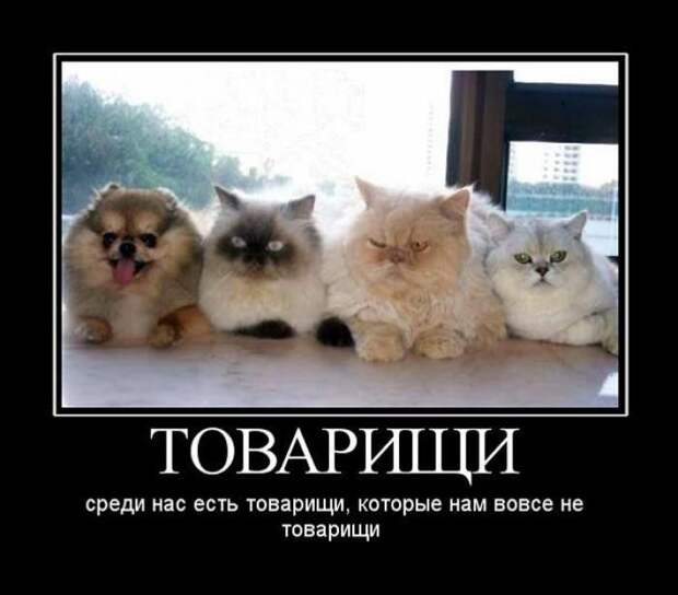 Демотиваторы №1113 (30 фото)