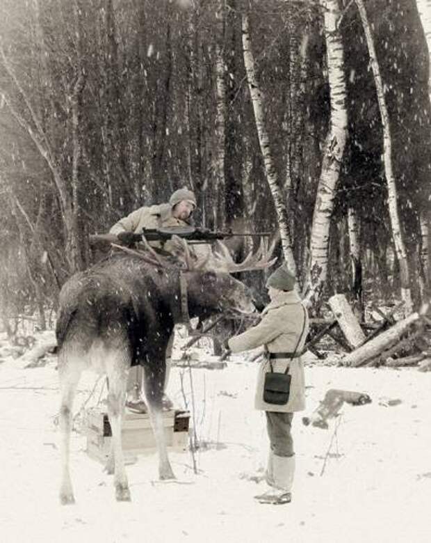 Лось, боевые лоси, лоси на войне, лоси в кавалерии, боевой лось фото, лосиная кавалерия фото, приручение лося, лось охота, лось финская война, военный лось фото, лось с пулеметом, одомашнивание лося