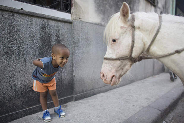 Пони. Гавана, 6 марта 2015. Instagram, рейтер, фотографии