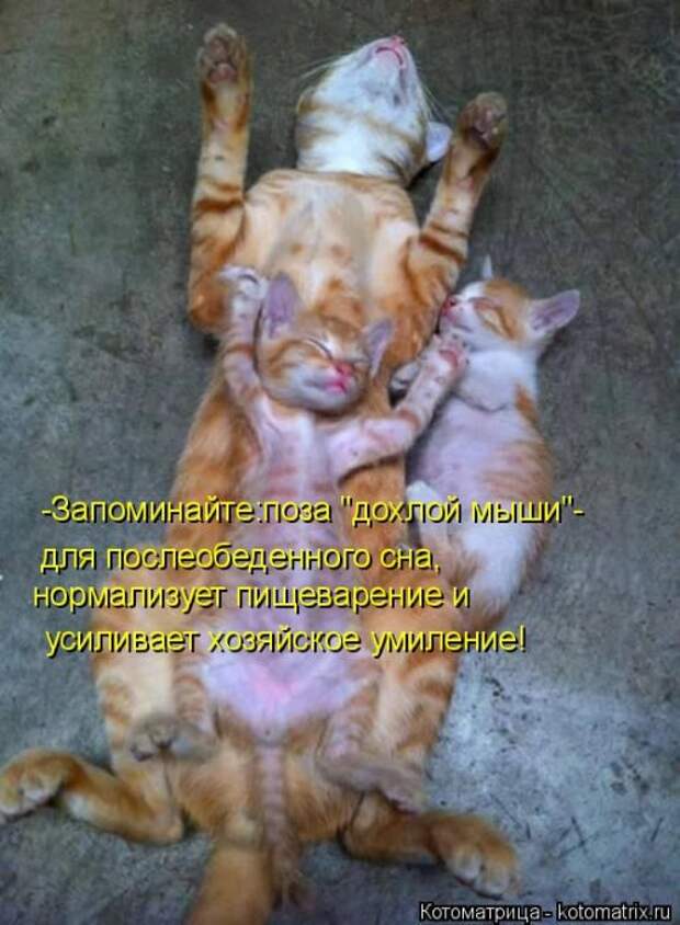 Новая котоматрица на Бугаге (31 фото)