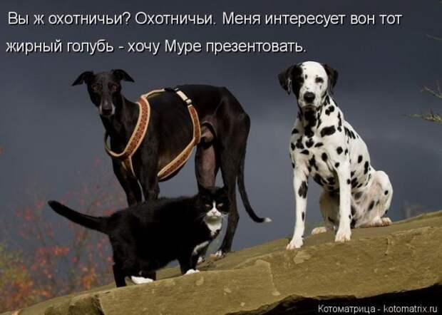 Лучшие котоматрицы недели (50 фото)