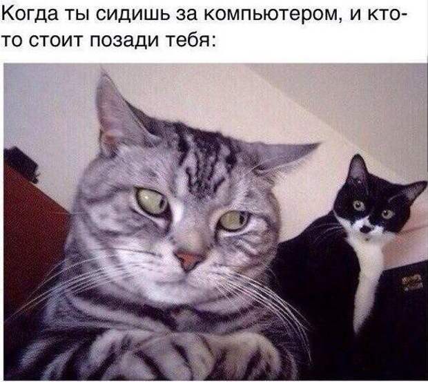 Смешные картинки с надписями прикол, юмор