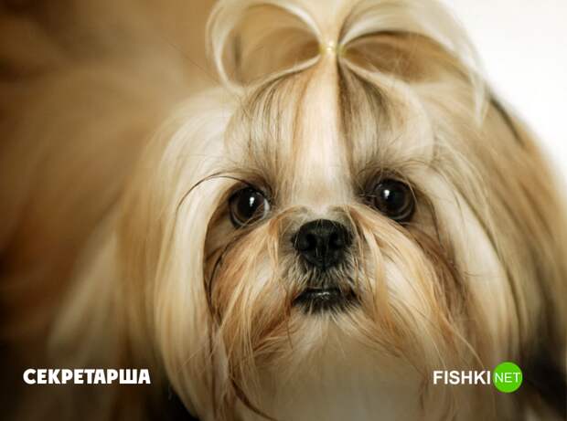 Милота животные, юмор