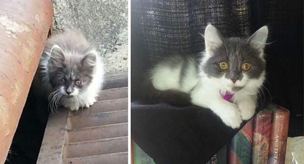 Подборка фотографий спасенных кошек животные, коты