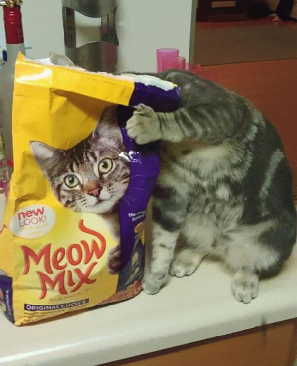 Кот фотография момента
