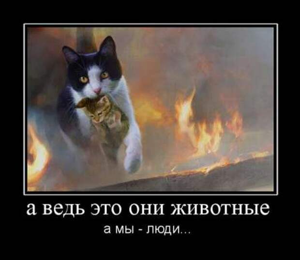 Демотиваторы смысл