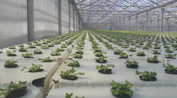 "Если война затянется": Индия срочно потребовались русские удобрения