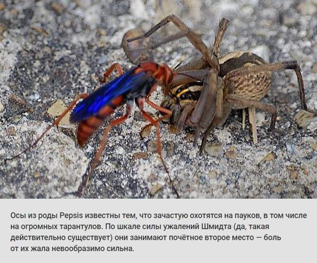 животные, растения, боль, адская боль