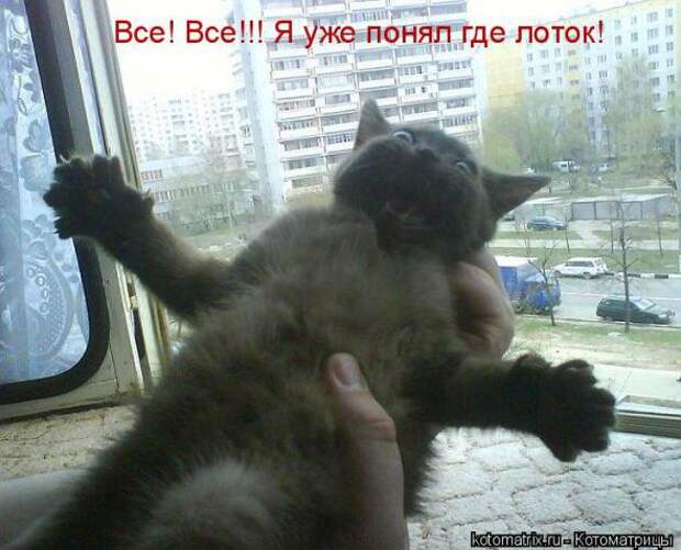 Подборка прикольных котоматриц