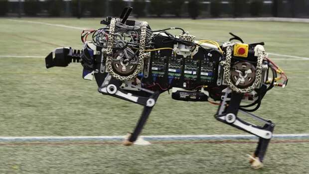 Гепард – самое быстрое наземное животное на Земле. Boston Dynamics обратили на это внимание и создали роботизированную версию хищной кошки, которая стала самым быстрым четвероногим роботом в мире. Разработки, спонсированные программой максимальной мобильности и управления DARPA, робот Cheetah может стать первым среди быстрых и ловких роботов, используемых в военных и мирных целях.