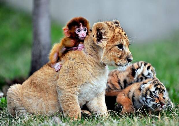 Эти маленькие тигры с обезьянкой стали неразлучными друзьями