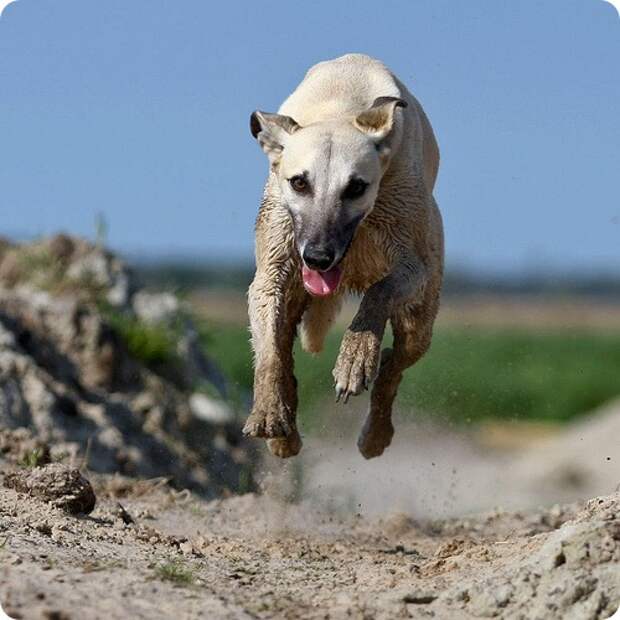 Грейхаунд