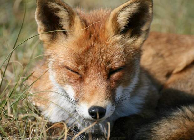 red-fox-4502730_1920 alt