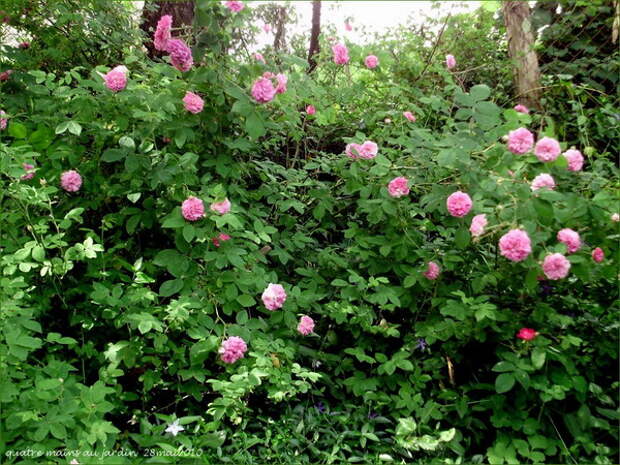 4497432_rosesingardeninspiration26 (600x450, 151Kb)