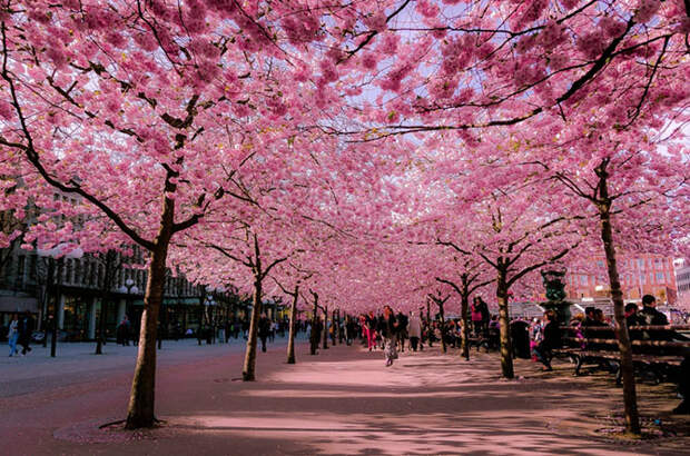 16 прекрасных улиц, расцветающих с приходом весны