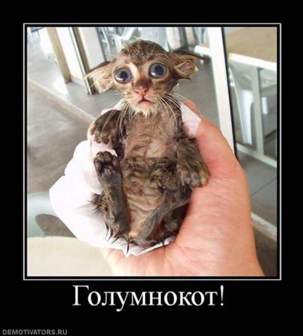 Демотиваторы про котэ, почти как котоматрицы!