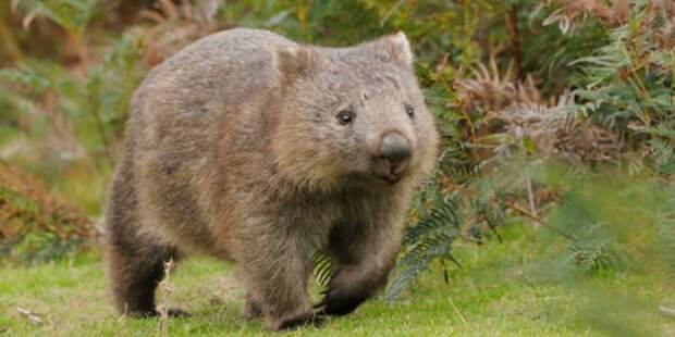 Вомбат: животное Австралии. «Маленькие мишки» зеленого континента