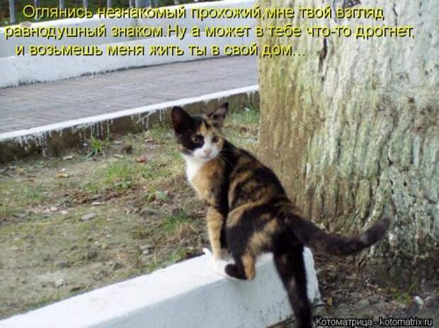 Свежая котоматрица (33 фото)
