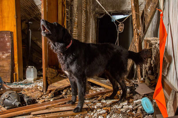 Собаки городской поисково-спасательной службы животные, помощники, собаки