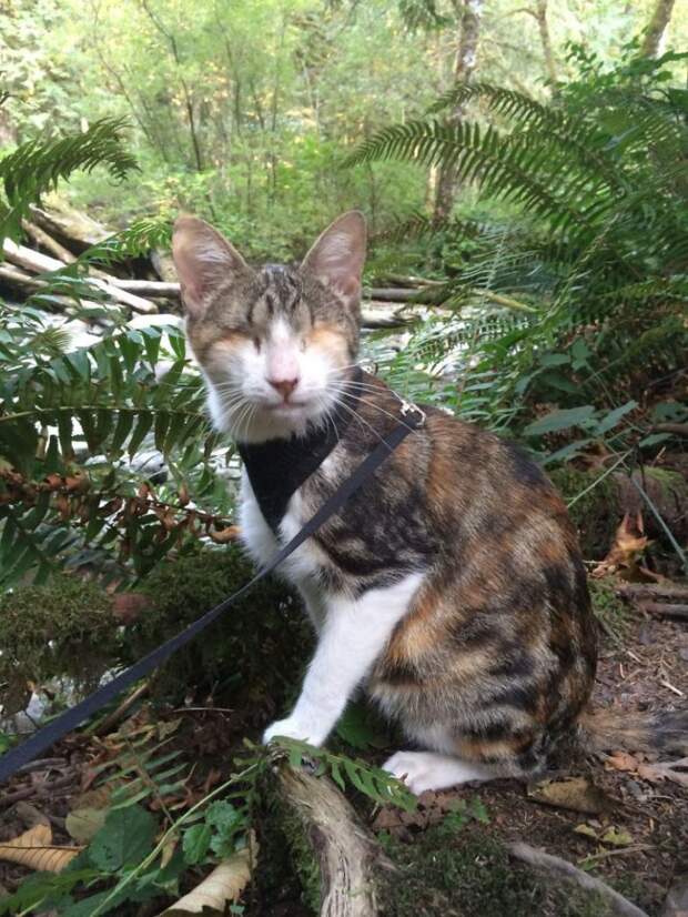 Слепая кошка, которая любит походы