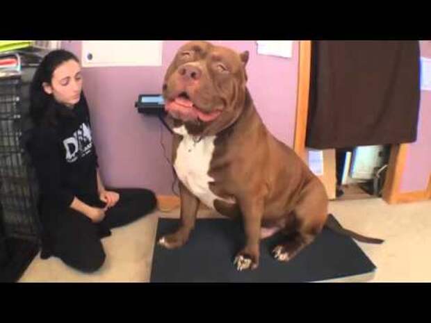 The biggest pitbull in the world