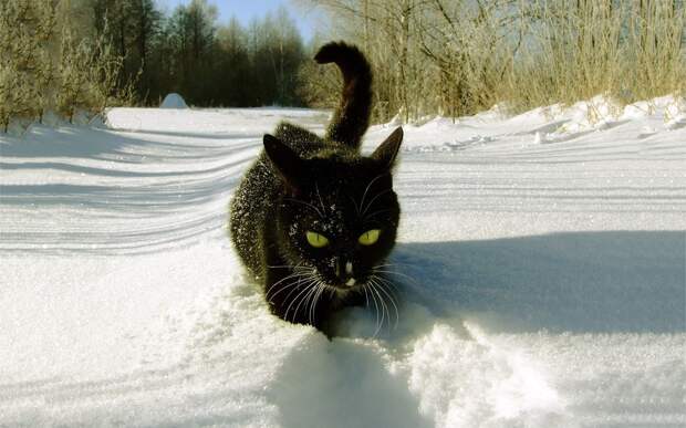 black-cat-snow-1680x1050.jpg