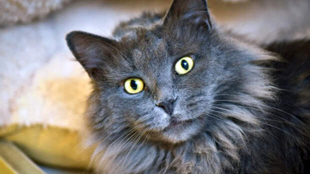 источник фото: fun-cats.ru