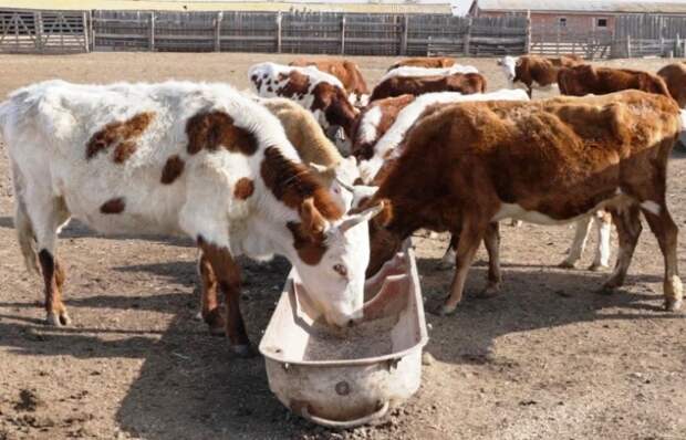 Астраханской области ограничен ввоз животноводческой продукции в Беларусь и Казахстан